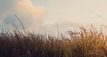 真正的放下是不關(guān)心不在乎