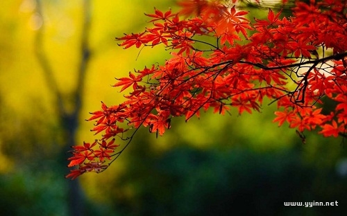 描寫秋天的景色的句子（適合秋天發朋友圈的句子）