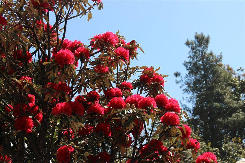 美在大姚丨插花節(jié)，彝家人的浪漫情詩-圖2