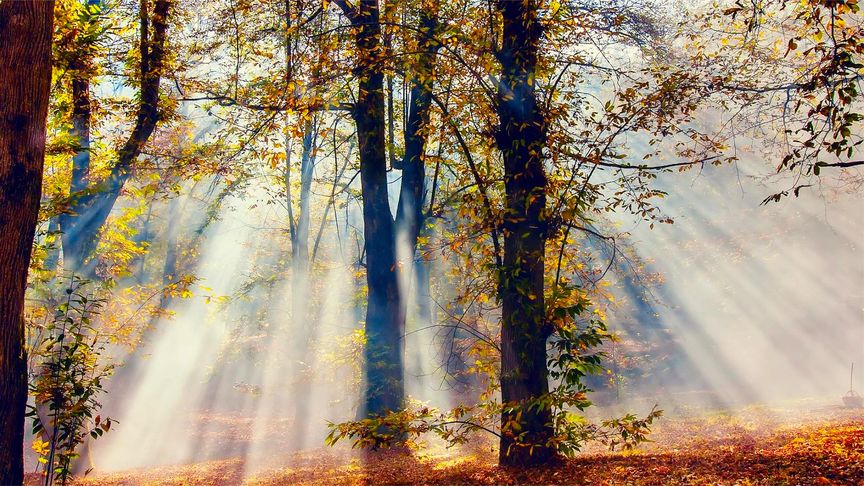 【大自然美景】不起眼的藤蔓也在暗自生長啊。